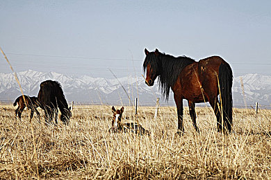 黄色软件app下载3.0.3免费装:极限狂飙新版本上线,免费终极改装颠覆赛车体验-2