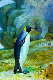 裸女视频软件：虚拟偶像竞速游戏问世，双线操作革新驾驶体验-2