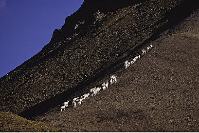 爱情岛亚洲论坛品质自拍软件：极速街拍，虚拟偶像的都市人气竞逐之旅-2
