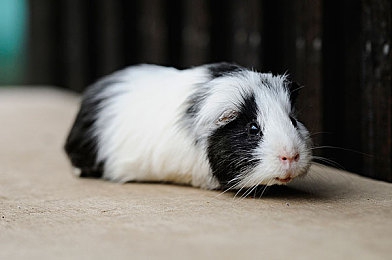 白袜体育生Tube吃Gay：《极速同调》今日上线，以团队共鸣重塑竞速游戏新标杆