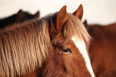 东京热App:霓虹夜幕下的终极对决,街头赛车新作深度试驾报告-3