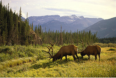 巴厘岛按摩高潮：极限竞速地平线5，体验墨西哥风情的速度与宁静之旅-2