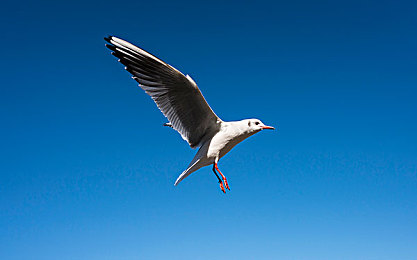 中国久草：东方幻想竞速之旅，水墨赛道驾驭灵气驰骋四季-2