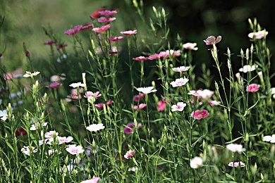 色情直播app：极速直播开启虚拟竞速新纪元，体验赛道风云与粉丝狂欢-2