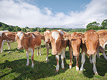 山东乱子伦视频国产:齐鲁飞驰,赛道风云与幽默回放的竞速之旅-2