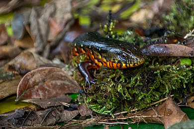 黄色软件下载3.03免费：极限竞速街头狂飙3.03版本更新，隐藏涂装亮黄闪电免费解锁攻略公开