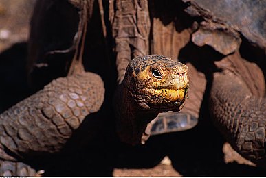 黄色软件下载安装3.3.0华为：华为3.3.0版街头竞速深度评测，动态天气与真实跑车带来极致体验