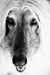 黄色app软件下载3.0版本：《极速狂飙》全新版本震撼发布，动态光影与拟真物理重塑赛车游戏标杆