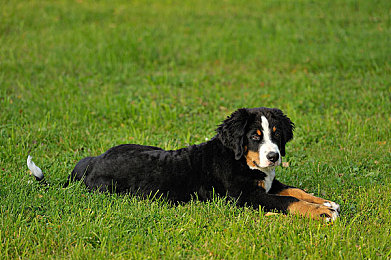 亚洲捆绑调教：硬核调校新作上线，深度还原亚洲街头赛车文化