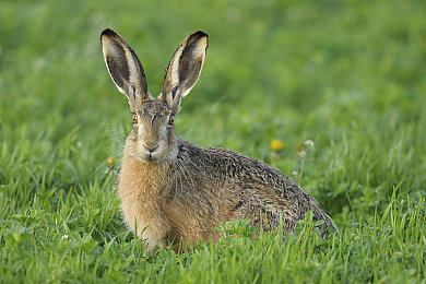 三上悠亚《最高の爱人诏》：极速心跳与数字恋曲的双重协奏