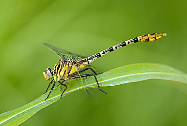 原神美女被束手束脚悬挂图片：提瓦特战术解密，角色受制场景的实战破解与策略精析