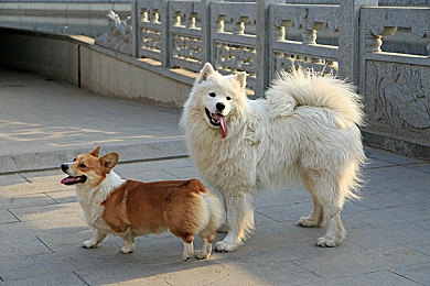 2023年黄色软件下载APP：2023年赛道幻影深度评测，揭秘柠檬黄超跑获取攻略与竞速技巧-2