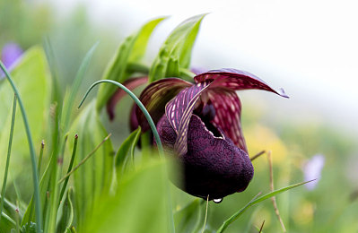 毛茸茸的亚洲猫：霓虹幻兽，疾驰于东方夜幕的灵力竞速之旅