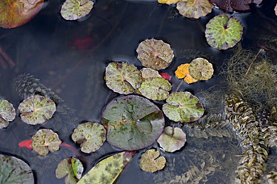 黄色APP下载3.03：极限竞速地平线5，打造专属超跑在墨西哥追逐落日飞驰