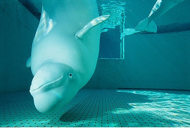 亚洲一卡：东方极速征途，霓虹赛道收藏传奇