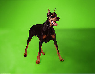 男和女一起差差差软件：双人协同驾驶新游上线，差异化分工颠覆竞速体验