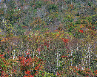 黄色直播3.0免费版:街头赛车新纪元,直播互动玩法颠覆传统竞速体验-2