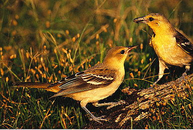 3.03免费版破解大全oppo：都市竞速新游实测，OPPO设备畅玩攻略与正版倡议