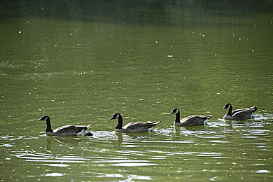 打扑克不盖被子吗：极速牌局，赛道心战，风险与庇护的驾驶艺术-2