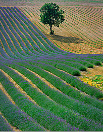 男和女做网站：虚拟引擎中的性别共筑，汽车文化创意新纪元-2