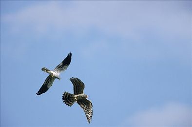 男男调教sm：极速驯服者，以精妙调校驯服赛道猛兽，体验掌控艺术-2