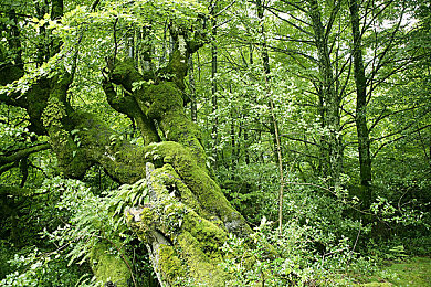 99热1：极限热度挑战降临，地平线5巅峰竞速攻略全解析-3