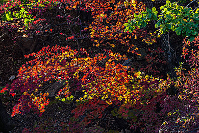 国产福利真实：东方引擎，驰骋虚拟疆场的华夏速度传奇-2