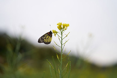 被操逼软件:极速炼狱,硬核驾驶模拟的终极试炼场-2