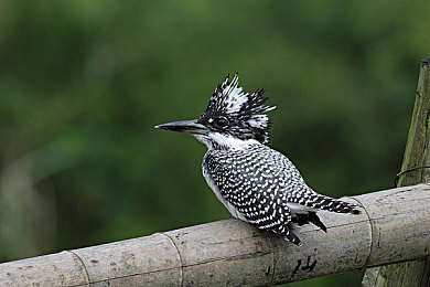 男生和女生一起差差差大全：双人竞速新纪元，差异化协同驾驶征服极限赛道-1