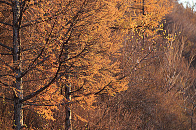美女不穿衣服不穿裤子不穿内衣不穿内裤的软件:极速幻影,硬核赛车体验,纯粹驾驶本质全解析-2