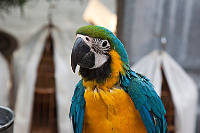 搜色88色：极速狂飙新境界，色彩解码定胜负-1