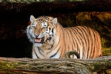 三上悠亚精品一区二区：虚拟偶像竞速新作今日上线，双重赛道设计开启极速传说