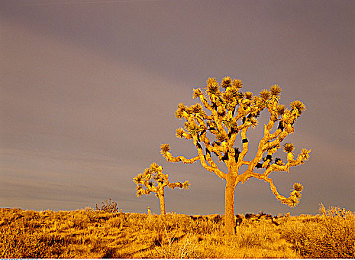 日本55丰满熟妇厨房伦:料理竞速新游今日上线,五旬主厨演绎厨房极速传说-2