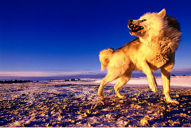 吃瓜黑料老司机黑料：墨西哥极速传说，隐藏赛道与文化密码的驾驶哲学