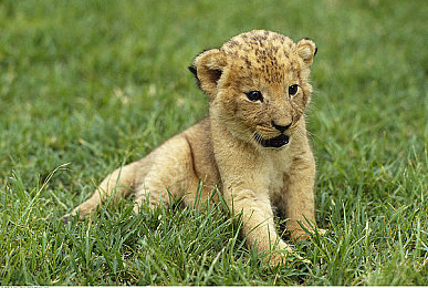 女生和男生操逼软件：极速搭档双人驾驶模拟器，用默契与合作改写竞速新规则