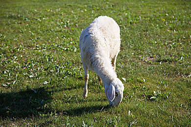 密桃成人影视：竞速新作颠覆传统，影视化开放世界驾驶体验今日正式上线