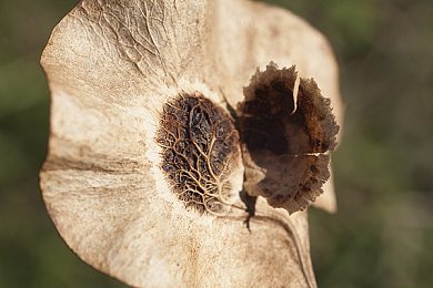 美女搞基APP:极速星云,霓虹共舞中的策略协奏曲-2