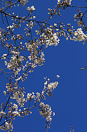 打扑克又痛又叫不盖被子：霓虹轮盘，心跳牌局，疾驰博弈之夜-2