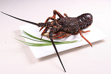 打扑克打得又叫又疼：今日上线，卡牌与赛车碰撞的策略狂飙引发热议