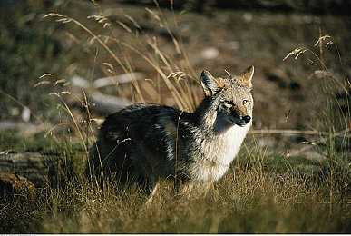 热门｜成人娱乐行业的黑料与吃瓜文化：深度解析_社会新闻_大众网1月24日在成人：霓虹城道德迷局，飙车揭秘中的虚拟伦理抉择-2