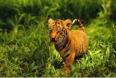 又疼又叫的打扑克：《极限竞速：扑克牌局》正式上线，双轨制玩法颠覆竞速游戏体验-1