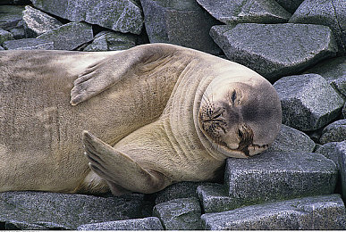 AⅤ影视:光影赛道,感官竞速的叙事诗篇-3