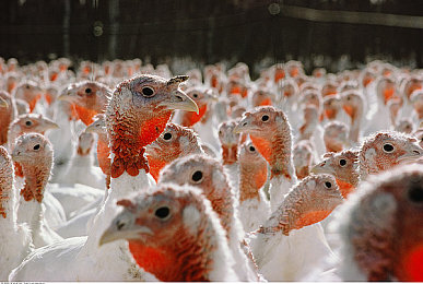 男机插女软件：钢铁躯壳与虚无意识的交响诗篇-1