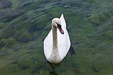 操哭迪丽热巴：虚拟偶像赛道，极速羁绊对决-1