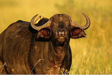 坤坤：虚拟赛道融合篮球特技，人车一体挑战街头竞速新体验-2