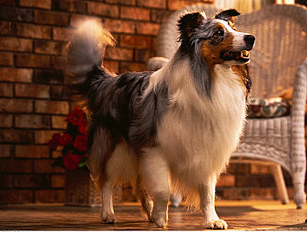 原神女角色被红绳束手束脚封住嘴巴图片：从战术束缚到华丽反制，掌握提瓦特战场控制艺术