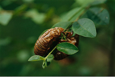 红豆外桂：墨韵飞驰，山水竞速诗画中