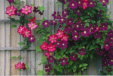 男人挺进雌性宠物交m：驾驭机械猛兽，征服狂野赛道，体验竞速新纪元