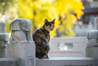 小蝌蚪沃网站：从微型电车到性能猛兽，汽车进化游戏今日开启全新旅程-3