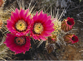 一个男的和一个女的拔萝卜：双人同车共驾，硬核拉力新游考验极致默契-2